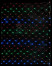 Светодиодная сетка с контроллером 2*2 м., 256 разноцветных LED ламп, прозрачный ПВХ, Beauty Led (NTL256C-10-2M) в Кемерово